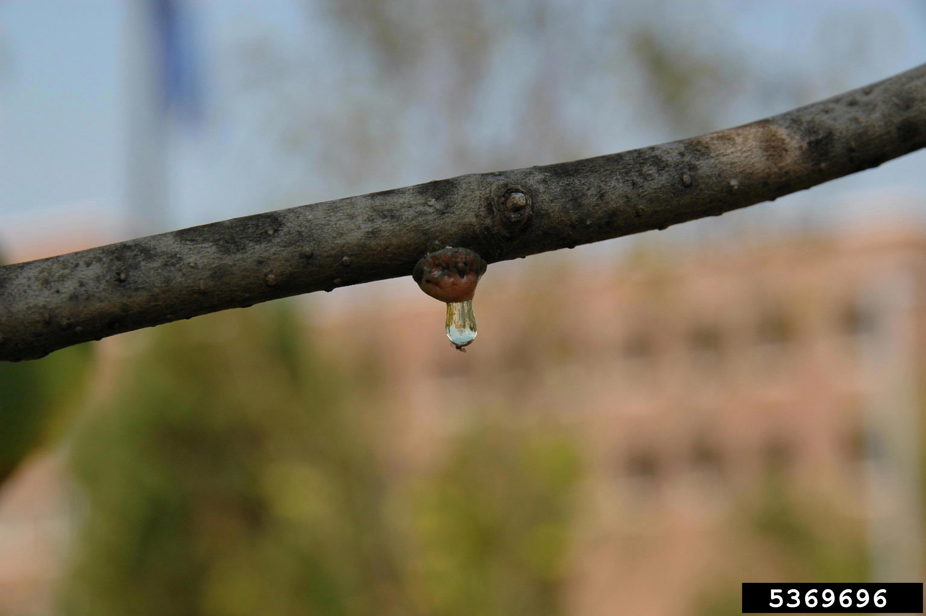 Honeydew dripping from magnolia scale that's on a branch.